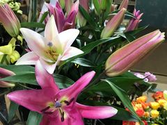 -ChaKo Flora ·茶子花艺 (市北店)