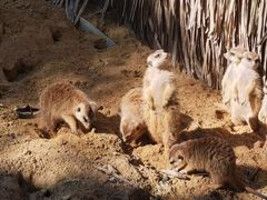 -广州长隆野生动物世界
