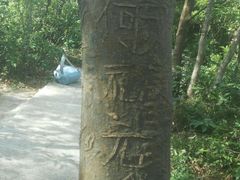 -野狸岛