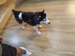 -Husky Go! 哈士奇体验馆·宠物咖啡厅狗咖