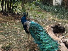 -昆明动物园