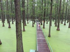 -渌洋湖湿地公园