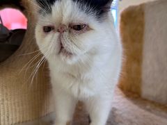 -藏猫猫咖啡主题馆(中央大道店)