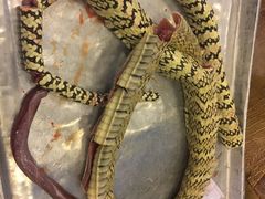 -荔城生鲜盛宴(番禺旗舰店)