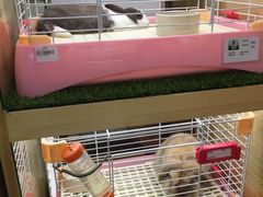 -宠物兔专门店(天丰利市场店)