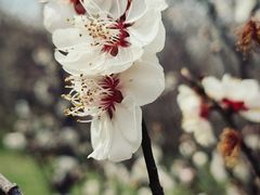 -梅花山(明孝陵内)