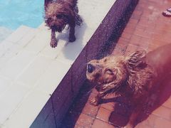 -趣玩宠物乐园寄养训犬训狗游泳池