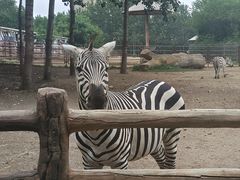 -大连森林动物园