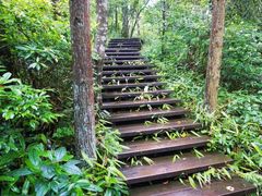 -天目山大树王景区