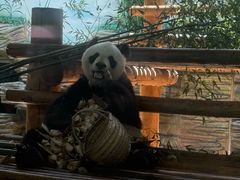 -西霞口神雕山野生动物世界