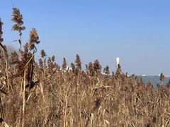 -上海吴淞炮台湾国家湿地公园
