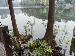 -重庆彩云湖湿地公园