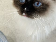-共舞时光猫咖·狗咖(新街口店)