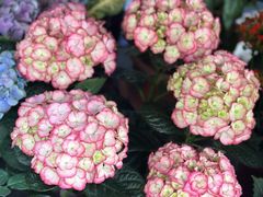 -溪岸路花鸟市场