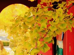 -遵化市禅林寺古银杏风景园