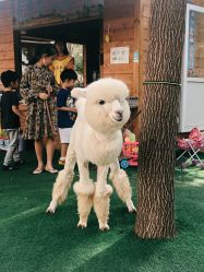 -萌宠亲子动物乐园(槐房万达店)