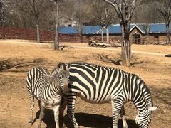 -石家庄市动物园