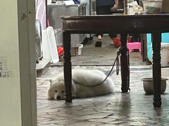 -深德天麻鱼头(沙溪总店)