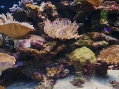 -太平洋海底世界