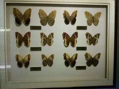 -上海昆虫博物馆