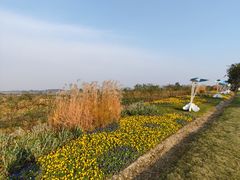 -空港花田景区