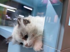 -FAELING PETS美天灵宠物(合生汇店)