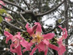 -大屏嶂森林公园