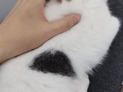 -嘉美宠物医院