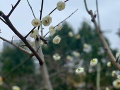 -新虹桥中心花园