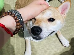-逗柴咖啡屋·狗咖猫咖宠物桌游