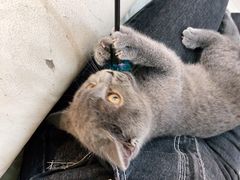-lincat·猫舍(广州店)