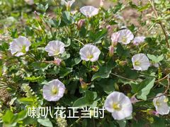 -南海子公园
