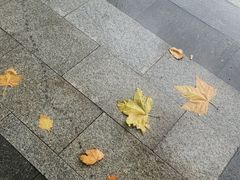 -华中科技大学同济医学院附属同济医院(汉口院区)