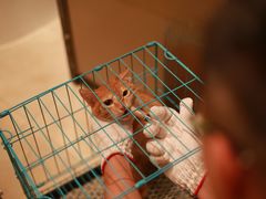 -瑞派康怡24h宠物医院·犬猫医疗中心·微创绝育(瑞景分院)