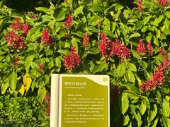 -云溪植物园