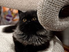-momokira米努特·德文卷毛猫·棉花面纱犬