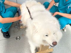 -西安京西宠物医院·瘫痪·疑难杂症