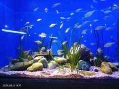 -上海海洋水族馆