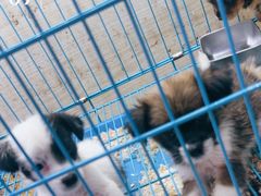 -山东柏宁水族批发广场