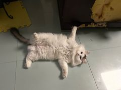 -天使宠物医院·犬猫分诊(彩虹店)