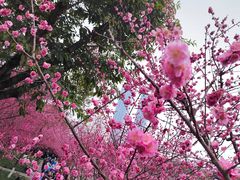 -望江楼公园