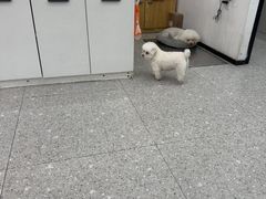 -四月宠物医院·猫专科·心脏专科·内科(转塘店)