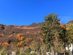 -卧龙自然保护区