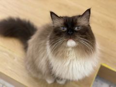 -猫域·湾主题猫咖·宠物吧(南坪城市广场店)