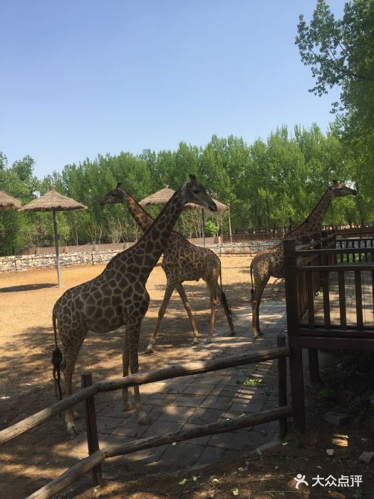 北京野生動物園圖片 - 第16793張