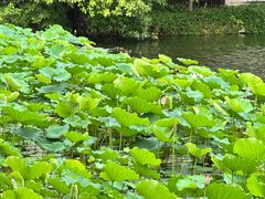 -荔湾湖公园