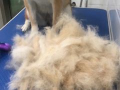 -佳雯宠物医院(金华南路分院)