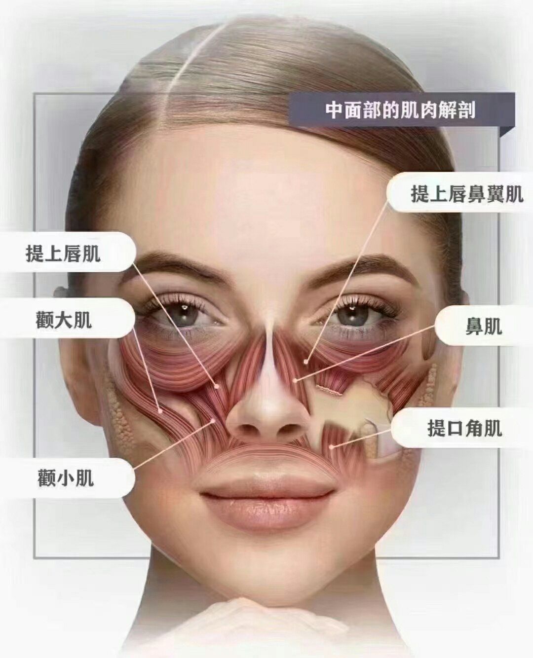 ▪️抗衰的最佳时期:
20岁抗衰,预