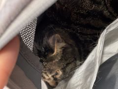 -纳吉亚猫专科动物诊疗中心(蒋宅口分院)