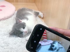 -爪爪喵星球·猫舍(益田假日里店)